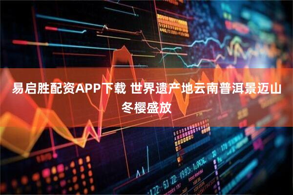 易启胜配资APP下载 世界遗产地云南普洱景迈山冬樱盛放