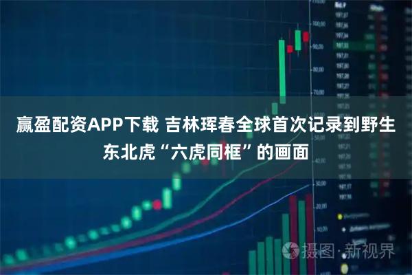 赢盈配资APP下载 吉林珲春全球首次记录到野生东北虎“六虎同框”的画面